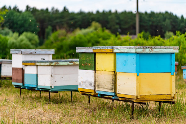 How far apart should beehives be from each other?