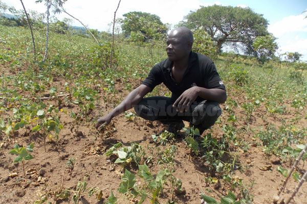 Farmer counts losses, blames seeds, drought - Daily Monitor
