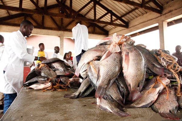 Fish Uganda-Umarella Voyage Safaris