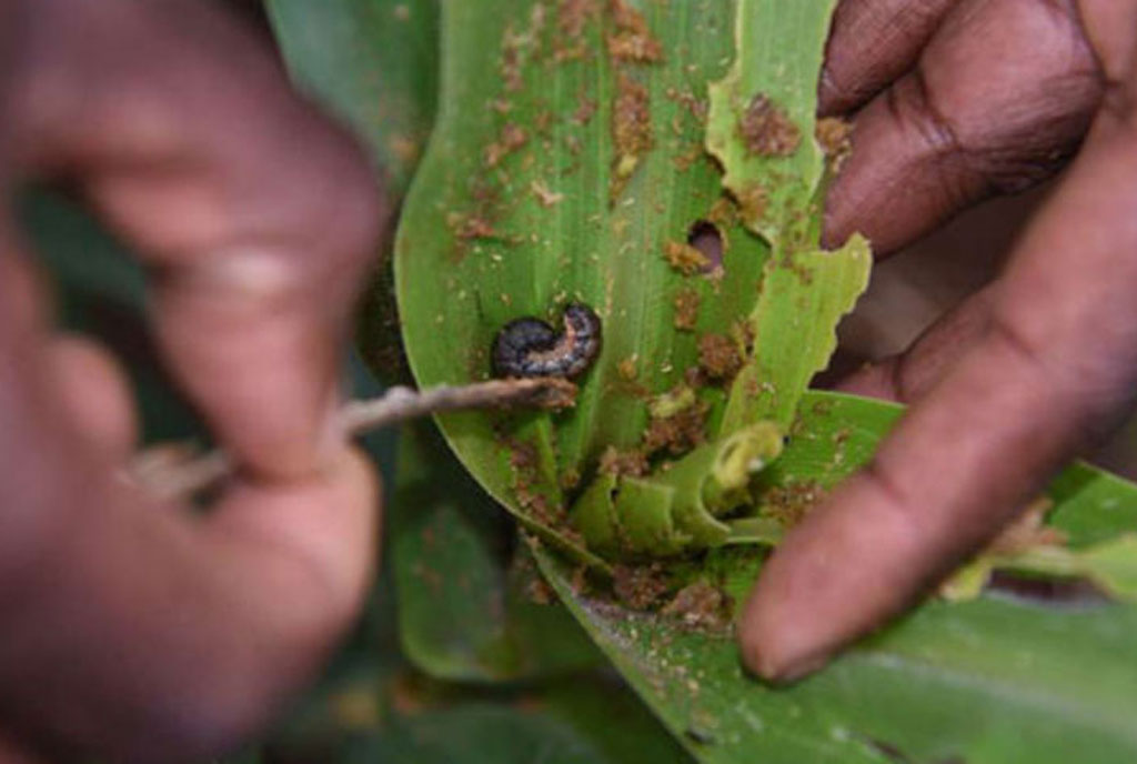 Trap Crops to Control Pests