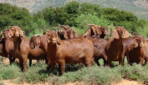 monitor.co.ug - LOMINDA AFEDRARU - Goat farming: New lessons at Farm Clinic