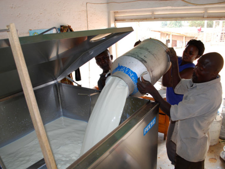 How farmers have turned milk into gold - Daily Monitor