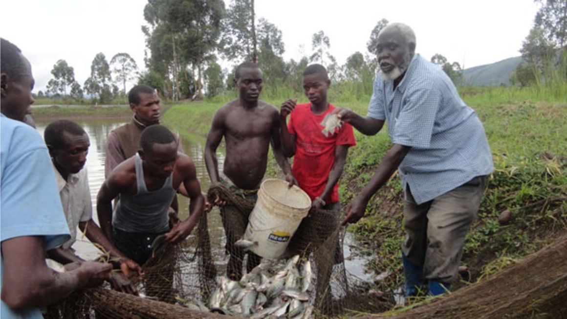fish farming business plan in uganda