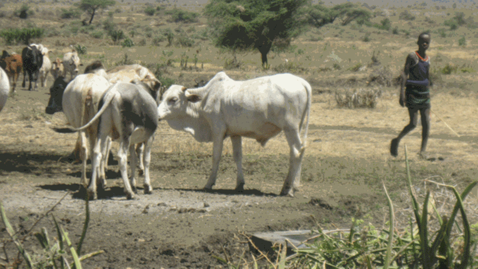Livestock farmers in Karamoja caught between grazing rights, wildlife  protection and mining | Monitor