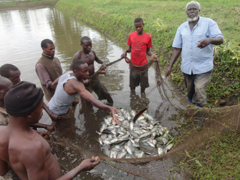 fish farming business plan in uganda