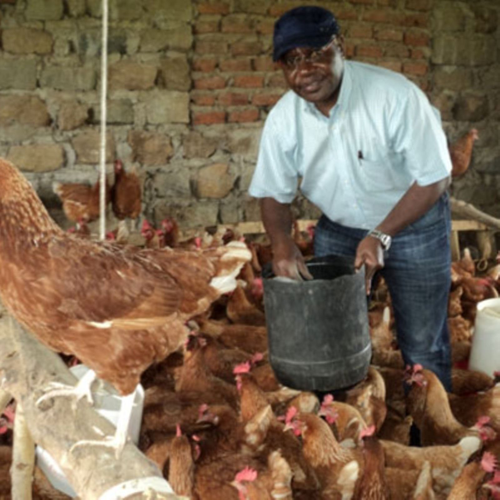 Farmer finds goldmine in local breed chicken