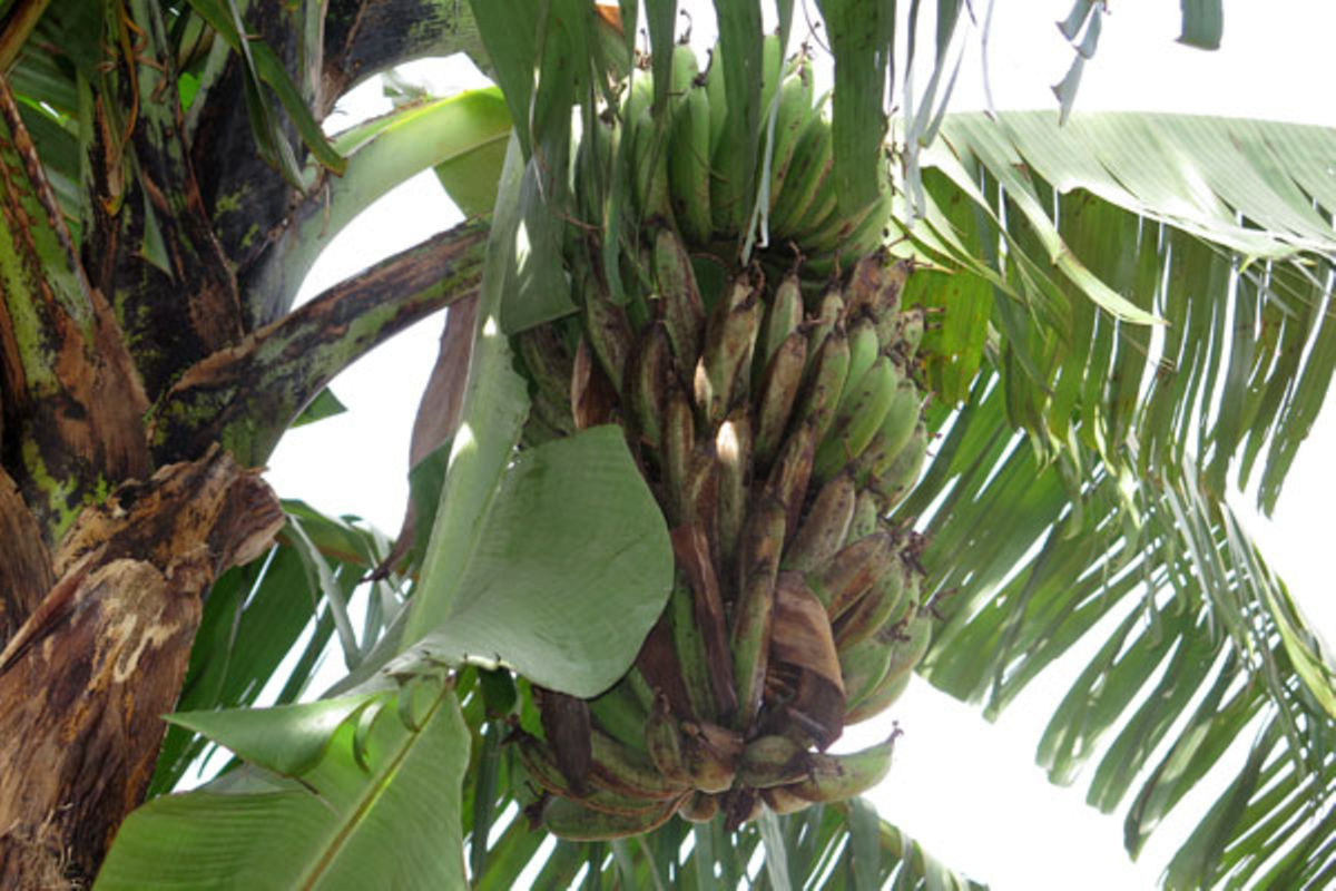 Deadly banana disease: Locals call for government intervention | Monitor