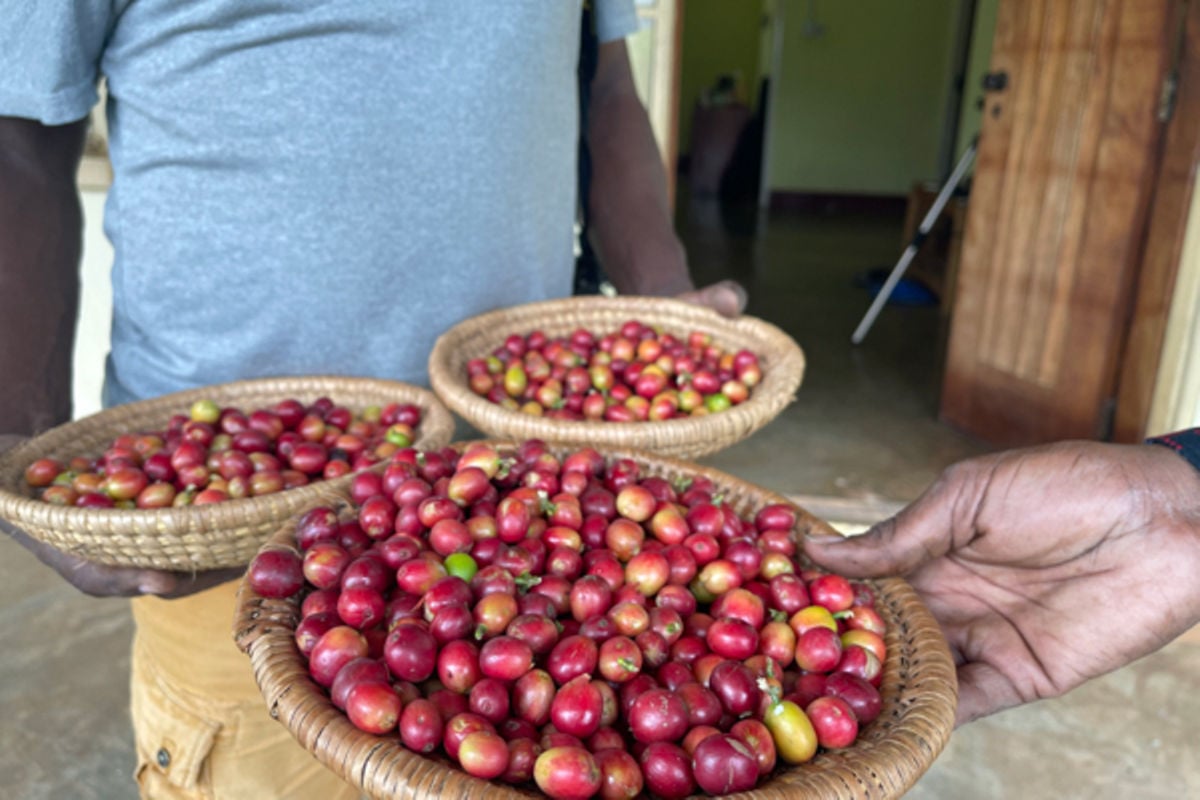 UCDA equips farmers with coffee export skills