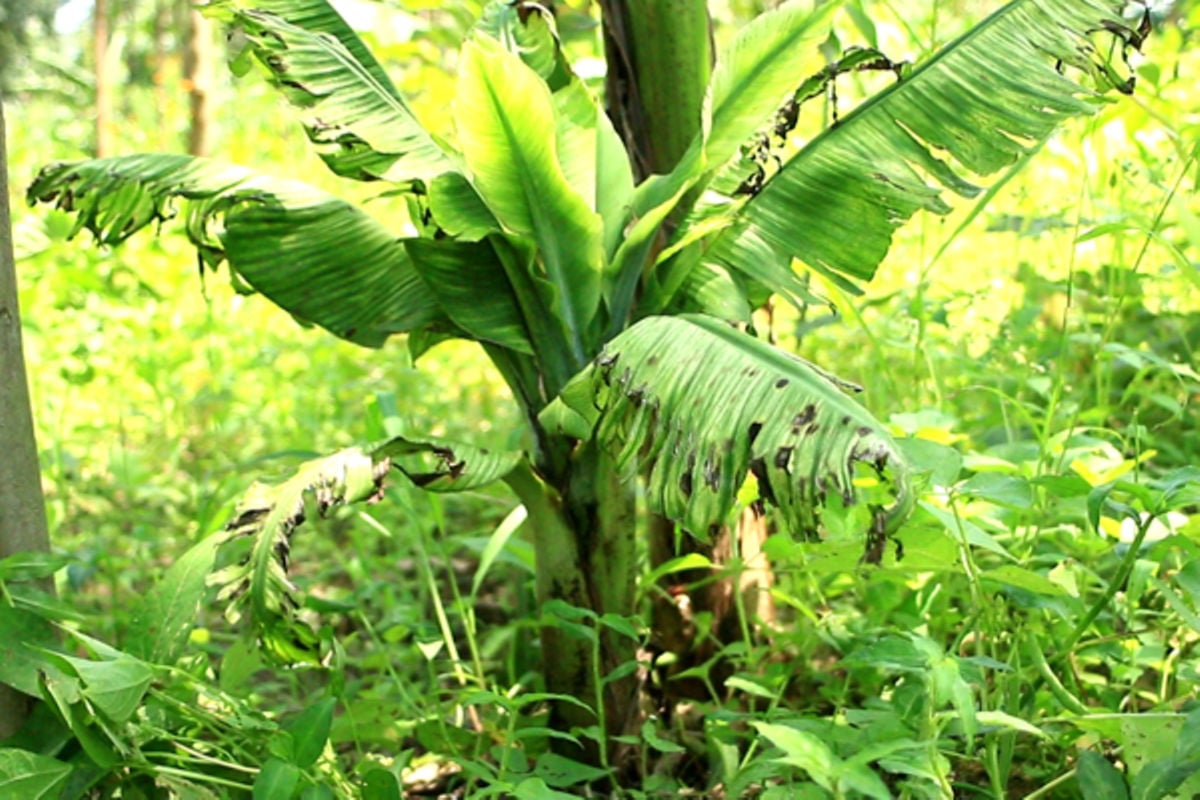 New strange disease hits banana species | Monitor