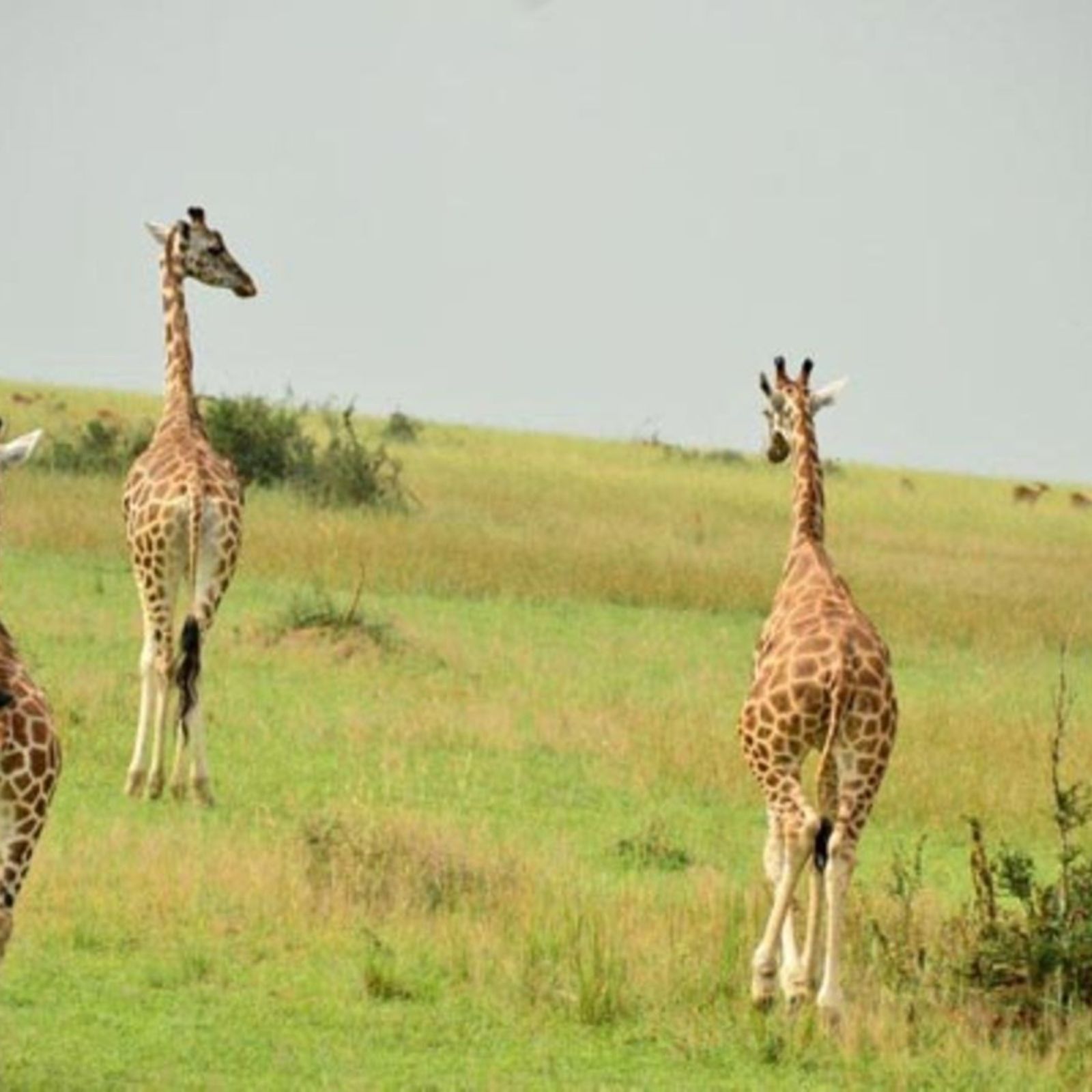 Tourism must preserve welfare of wild animals | Monitor