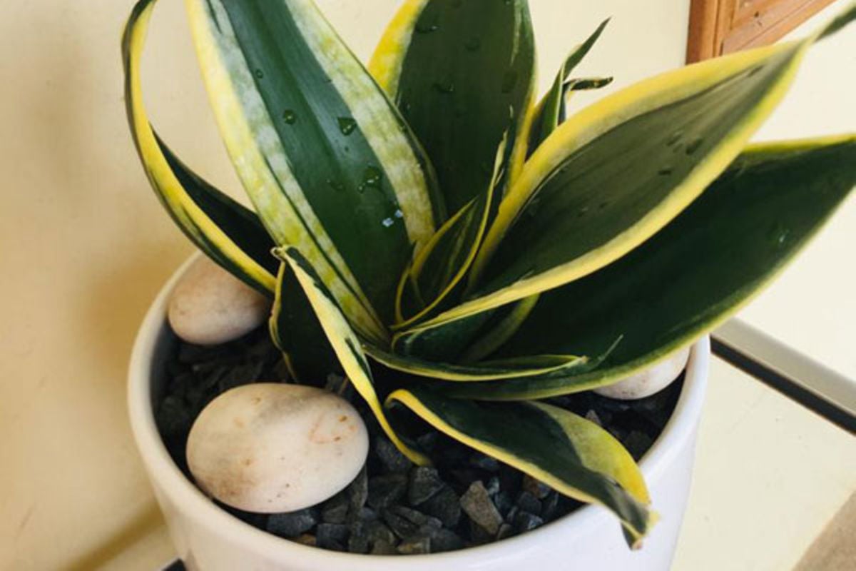 Plants that add coziness to your bathroom | Monitor