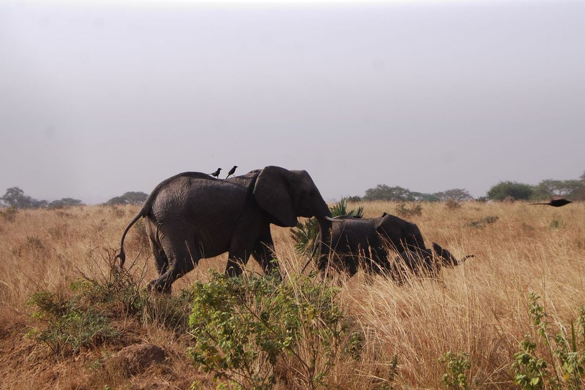 Kitgum leaders petition Museveni over stray elephants